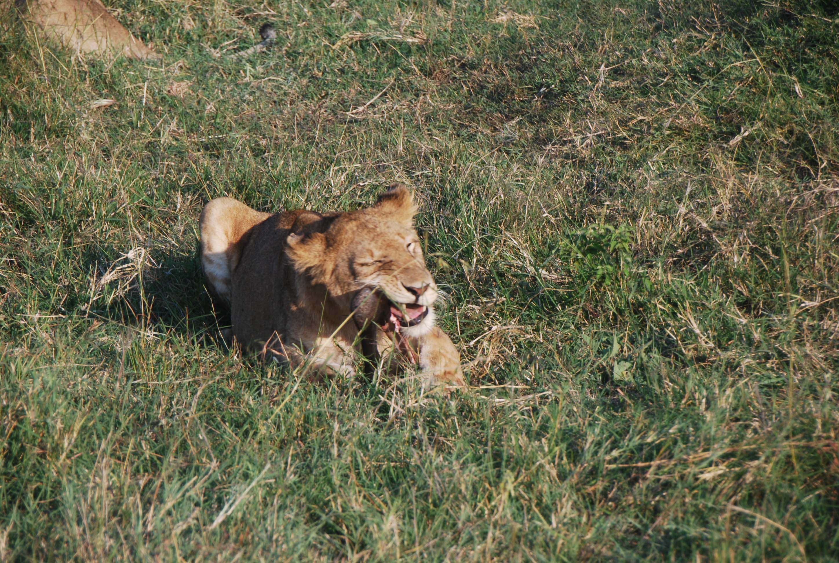 Un montón de leones y un poquito de porno - Regreso al Mara - Kenia (12)