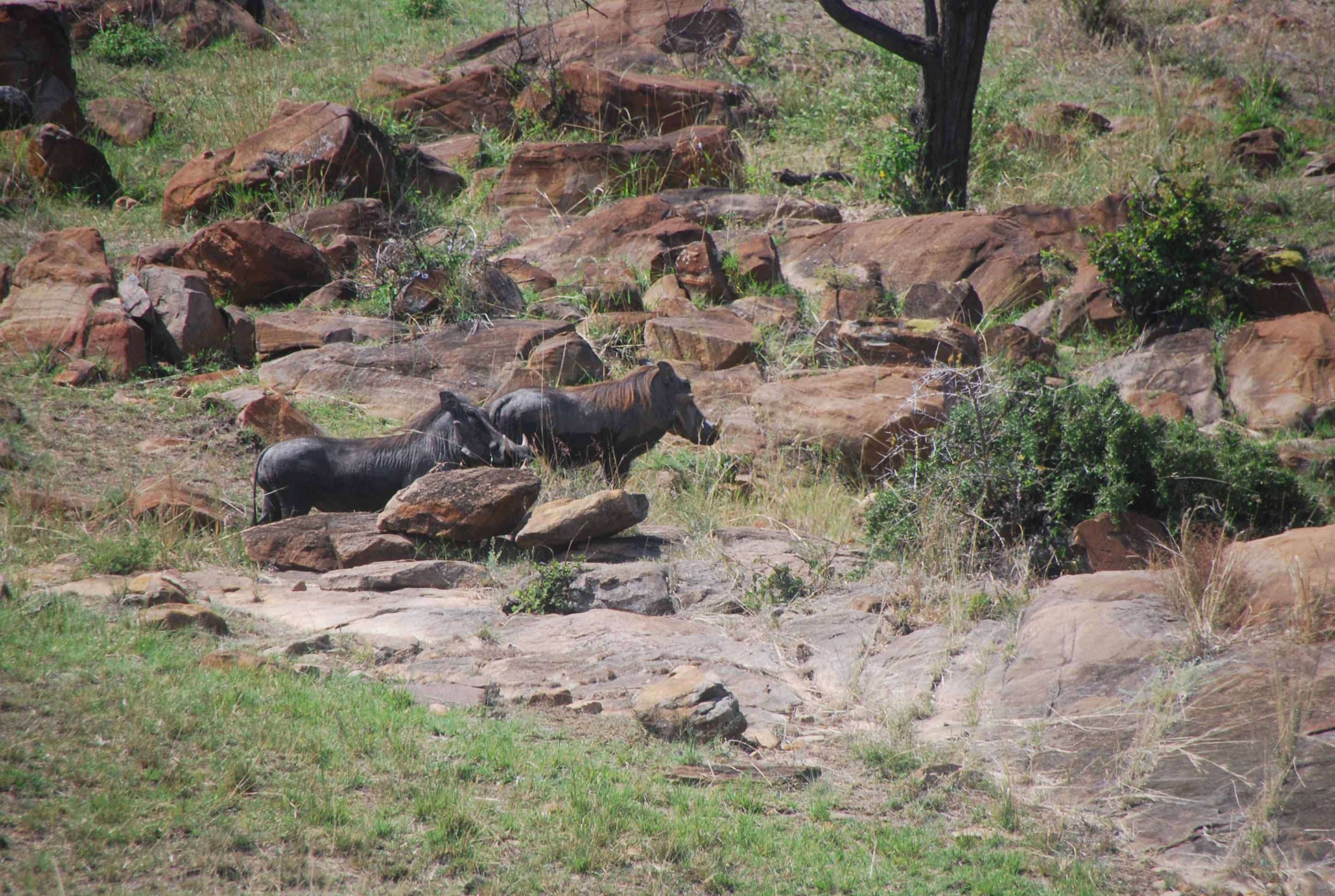 Regreso al Mara - Kenia - Blogs de Kenia - En busca del rino y el pajarito Hello, Hello (9)